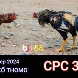 đá gà cpc3 13/6