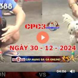 đá gà cpc3 hôm qua