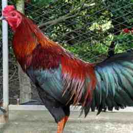 đá gà cự dao