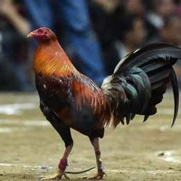 đá gà cựa dao cx2
