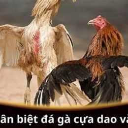 da ga cua dao p01