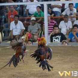đá gà cựa dao thái lan