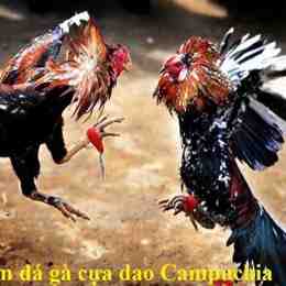 đá gà cựa dao trực tiếp campuchia