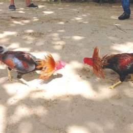 da ga cua dao viet nam