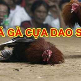 da ga cua dao.com