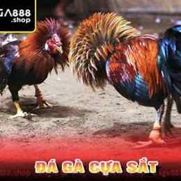 da ga cua sat dinh cao 2015