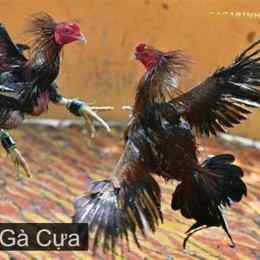 da ga cua sat quoc te