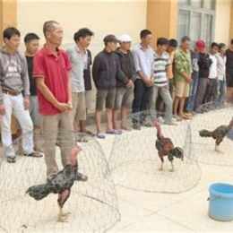 đá gà đắk pơ 888