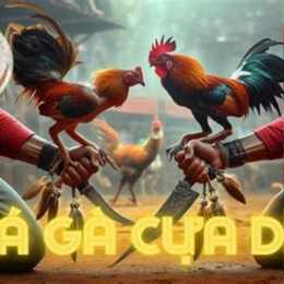 đá gà dao hôm nay