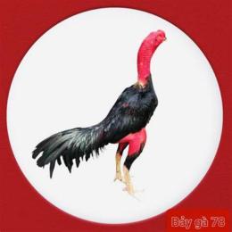 đá gà đòn miền trung