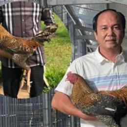đá gà hiển long xuyên