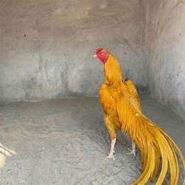đá gà hoàng phi hải