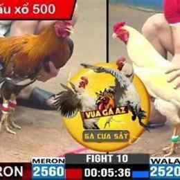 đá gà hôm nay bình luận viên
