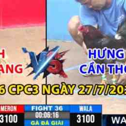 đá gà hưng cần thơ vs má minh