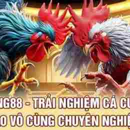 đá gà king 88