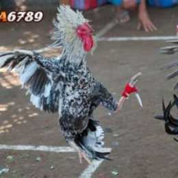 đá gà king