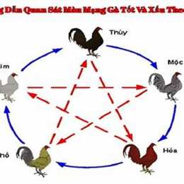 đá gà mạng trang 88