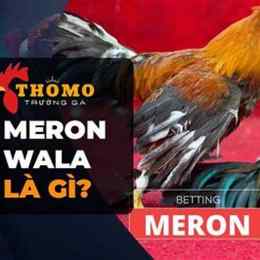 đá gà meron không đá cựa