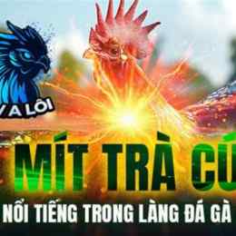 đá gà mít trà cú mới nhất