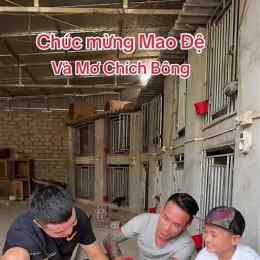 đá gà mơ chích bông và bịp bồ câu