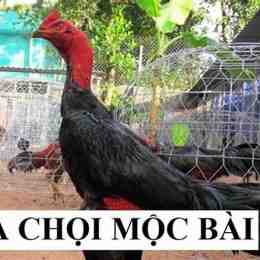 đá gà mộc bài .com