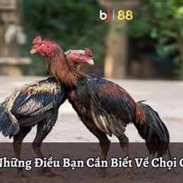 đá gà moc bai