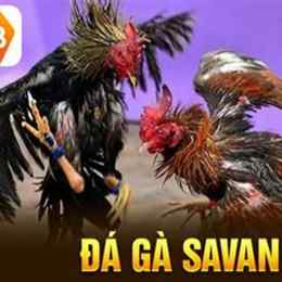đá gà new88 new889