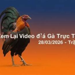 đá gà ngày 12 tháng 12 trận 21