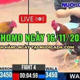 đá gà ngày 16 tháng 1