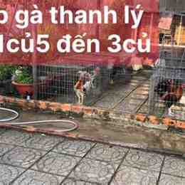đá gà ngày 18 tháng 11