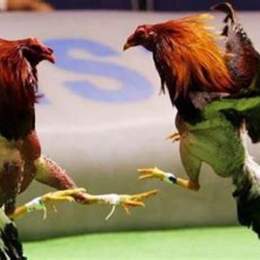 đá gà ngày 22 tháng 04