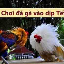 đá gà ngày 25 tháng 3