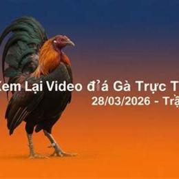 đá gà ngày 28 tháng 10