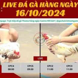 đá gà ngày 4/8