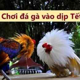 đá gà ngày 8 tháng 3