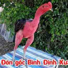 da ga noi don binh dinh