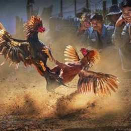 đá gà ở mỹ