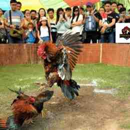 da ga o viet nam