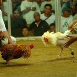 đá gà peru cựa dao trực tiếp