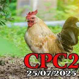 đá gà phát lại c2 hôm qua