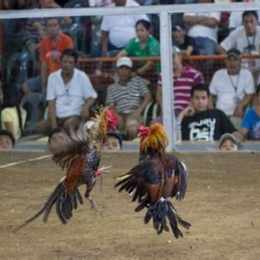 da ga philippin moi nhat