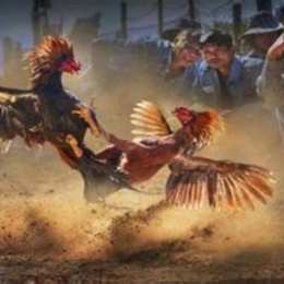 đá gà rách quần