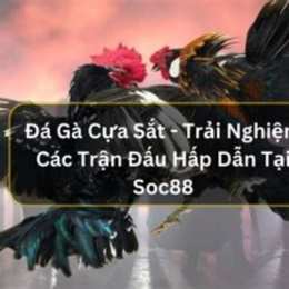 đá gà sic88