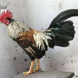 đá gà sv388.vn