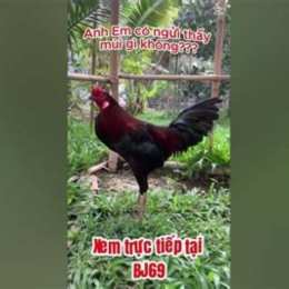 đá gà tho mo 27/6