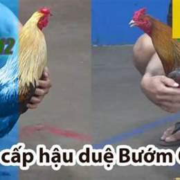 đá gà thomo 12 8 2023