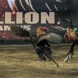 đá gà thomo 15 7 hoàng phi hải
