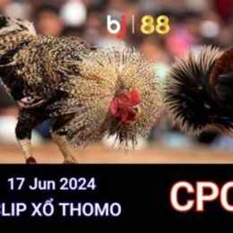 đá gà thomo 17 6 2023