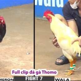 đa ga thomo 22 11