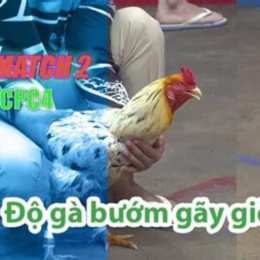 đá gà thomo 28 10 c1